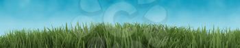 3D Render of Green Grass isolated on blue sky