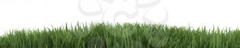 3D Render of Green Grass isolated on White