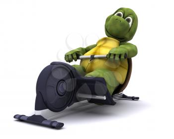 3d render of a tortoise training on a rowing machine
