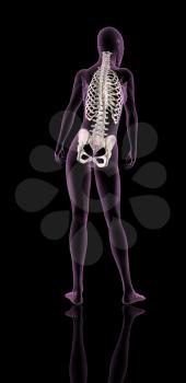 3D render of a female medical skeleton showing rib cage, spine and hip bone