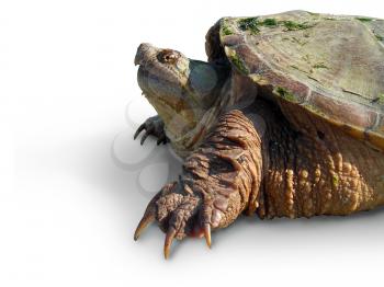 An isolated image of turtle.