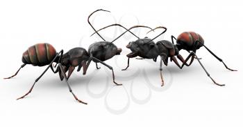 Royalty Free Clipart Image of two ants.