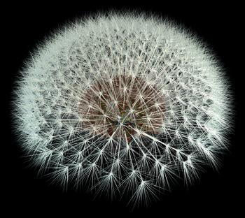 3d Generated dandelion seeds on black background for better viewing. Fibonacci / golden ratio experimentation.