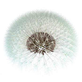 Dandelion seeds ready to take to the wind! 3d render based on experimentation with the golden ratio Fibonacci sequence. Isn't nature inspiring?