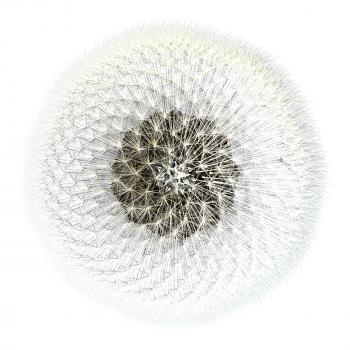 Viewed from the top, dandelion seeds with the sphere of puffy flying things that everyone loves so much. 3d generated, experiments in Golden Ratio mathematics.