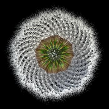 Did you know dandelions are related to sunflowers? Here is an under view of the seeds, in arrangement, separated from the head of the plant. 3d experiment with Fibonacci sequence/golden ratio.