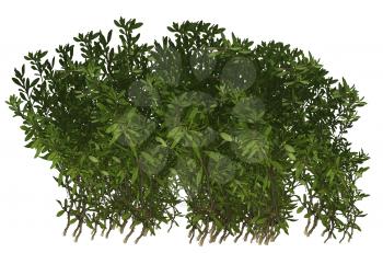 Royalty Free Clipart Image of a Shrub