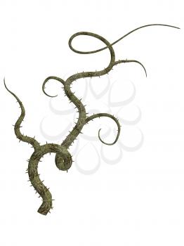 Royalty Free Clipart Image of a Vine