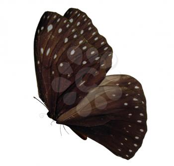 Brown butterfly with beige spots