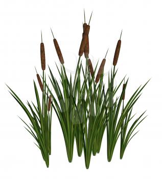 Royalty Free Clipart Image of Cattails