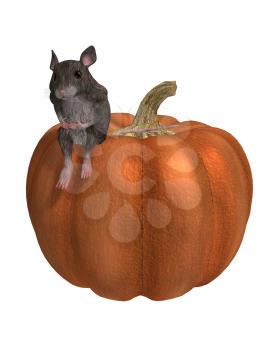 Mouse on a pumpkin on a white background