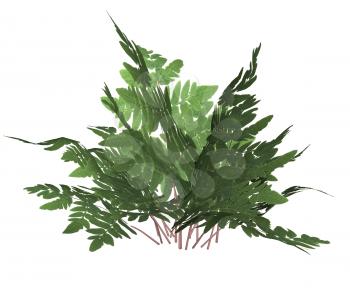 Royalty Free Clipart Image of a Forest Fern
