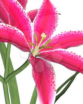 Royalty Free Clipart Image of a Large Pink Lily