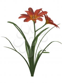 Royalty Free Clipart Image of an Orange Flower