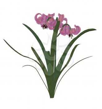 Royalty Free Clipart Image of a Pink Lily