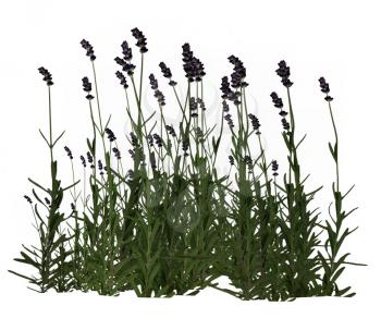 Royalty Free Clipart Image of Lavender