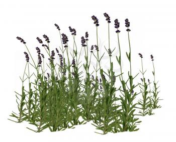 Royalty Free Clipart Image of Lavender