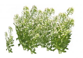 Royalty Free Clipart Image of a Plant With White Flowers