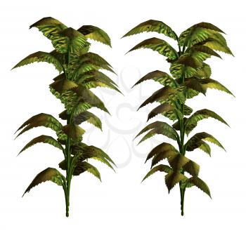 Royalty Free Clipart Image of Two Tropical Plants