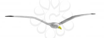 White seagull with yellow beak
