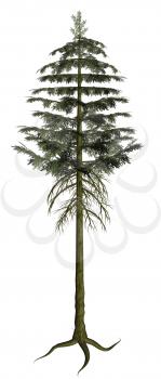 Royalty Free Clipart Image of a Pine