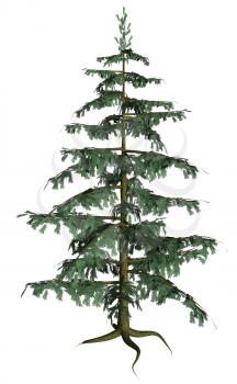 Royalty Free Clipart Image of a Pine Tree