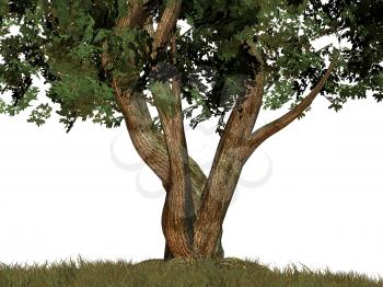 Royalty Free Clipart Image of a Big Tree