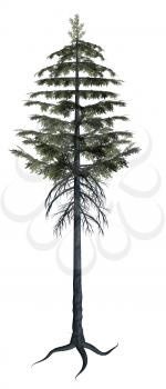 Royalty Free Clipart Image of a Pine