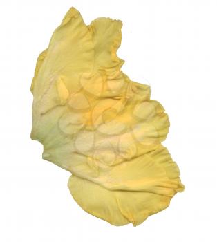 Royalty Free Clipart Image of Yellow Rose Petals