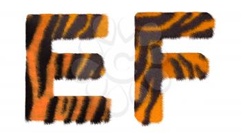 Royalty Free Clipart Image of Tiger Fell Font E and F