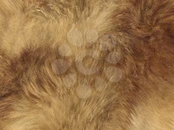 Fashion: fox fell or fur background. Large resolution