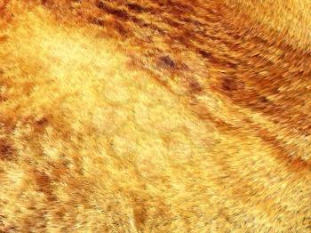 Yellow and brown fox fur pattern or background. Useful for fashion