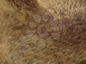 Fox fur or fell: brown pattern or background. Useful for fashion