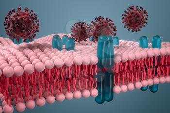 Cell membrane and coronavirus, medical concept, 3d rendering. Computer digital drawing.