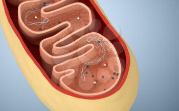 Cross-section view of Mitochondria. Medical info graphics on white background, 3d rendering. Computer digital drawing.