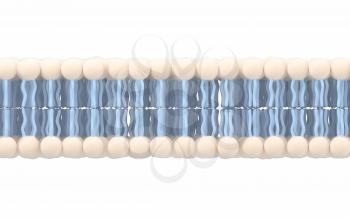 Cell membrane with white background, 3d rendering. Computer digital drawing.