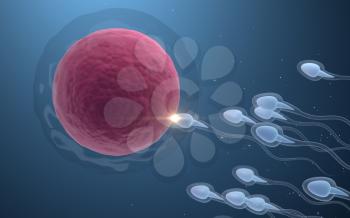 The union of sperm and an egg cell, 3d rendering. Computer digital drawing.