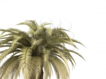 Royalty Free Clipart Image of Palm Tree
