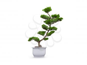 Royalty Free Clipart Image of a Bonsai Tree