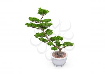 Royalty Free Clipart Image of a Bonsai Tree