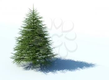 Royalty Free Clipart Image of a Pine Tree