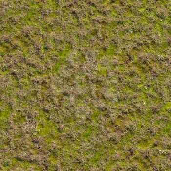 Grass with Green Moss. Seamless Tileable Texture