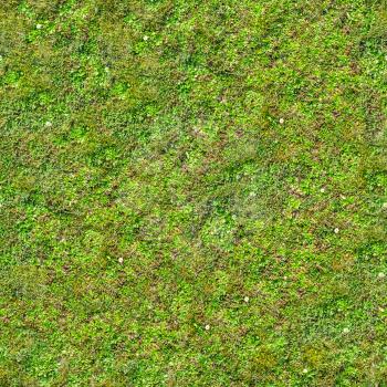 Green Grass with Flowers on the Ground. Seamless Tileable Texture.