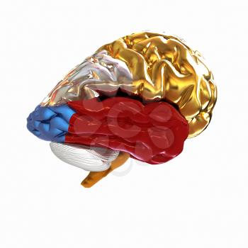 Colorfull human brain
