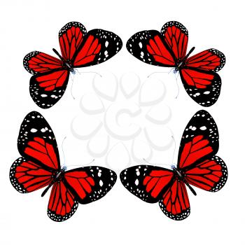 butterflies isolated on white background 