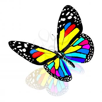 olorful butterfly