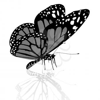 Black and white beautiful butterfly. High quality rendering