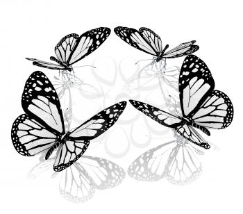 beauty butterflies