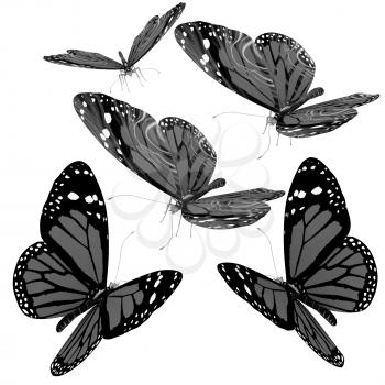 Butterflies on a white background
