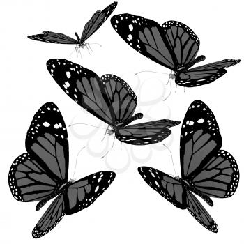 Butterflies on a white background